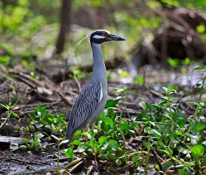 Breeding Plumage Prints: Yellow-crowned Night Heron, Nyctanassa violacea in breeding plumage in the Atchafalaya Swamp
