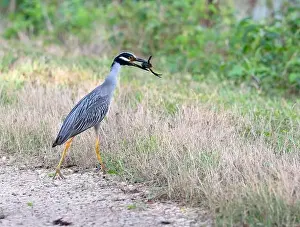 Catching Prints: The yellow-crowned night heron (Nyctanassa violacea) eating a crawfish