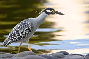 Stalking Prints: Yellow-crowned night heron stalking prey alongside a pond against golden light reflected