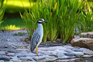 Largo Prints: Yellow-crowned night heron standing majestic alongside a pond against green reeds