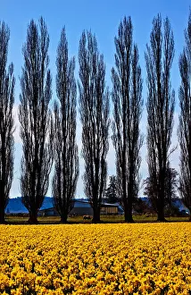 Washington State Prints: Yellow Daffodils, Cypress Trees