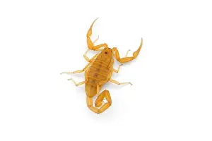 Venom Prints: Yellow deadly dangerous scorpion top view isolated on white background