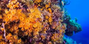 Biosphere Prints: Yellow Encrusting Sea Anemone, Parazoanthus axinellae