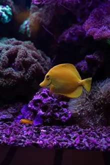 Saltwater Fish Prints: Yellow fish in the aquarium.Underwater world of the ocean. High quality photo