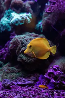 Saltwater Fish Prints: Yellow fish in the aquarium.Underwater world of the ocean. High quality photo