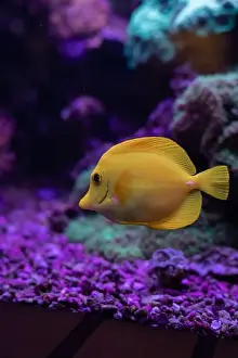 Tropical Fish Prints: Yellow fish in the aquarium.Underwater world of the ocean. High quality photo