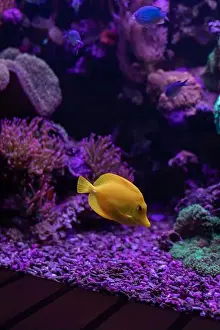 Tropical Fish Prints: Yellow fish in the aquarium.Underwater world of the ocean. High quality photo