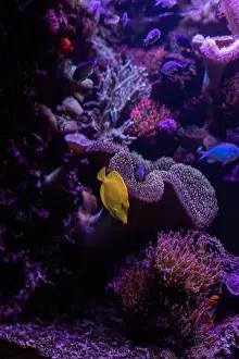 Tropical Fish Prints: Yellow fish in the aquarium.Underwater world of the ocean. High quality photo