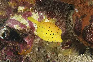 Animal Childs Prints: A yellow fish with black dots, yellow boxfish (Ostracion cubicus) juvenile