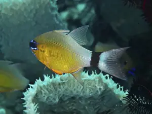 Bony Fishes Prints: Yellow fish with black stripe, black-banded cardinalfish