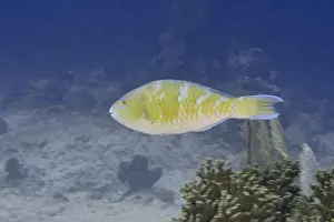 Percomorphaceae Prints: A yellow fish, blue-striped parrotfish (Scarus ghobban)