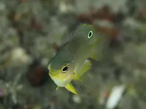 Extraordinary Prints: Yellow fish with distinctive eye
