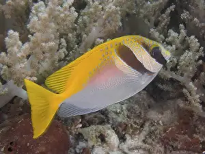 Sea Fish Prints: Yellow fish, headband rabbitfish (Siganus virgatus)