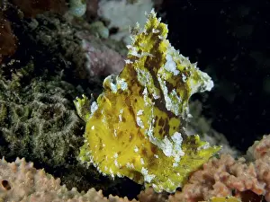 Scorpionfishes Prints: A yellow fish, rocking fish (Taenianotus triacanthus)