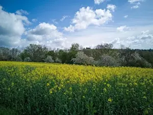 Oilseed Prints: Yellow flowering rapeseed field captured with drone in spring