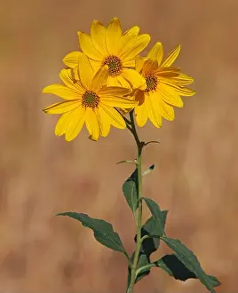 Sunflower Prints: Yellow flowers of Jerusalem artichoke, Helianthus tuberosus