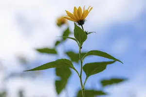 Styria Prints: Yellow flowers, Jerusalem artichoke (Helianthus tuberosus)