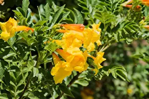 Silent Prints: Yellow flowers of shrub Tecoma from in the trumpet vine family (Tecoma alata)