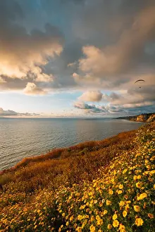 San Diego Prints: Yellow flowers and view of the Pacific Ocean at sunset