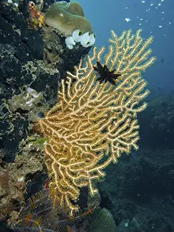 Sea Stars Prints: Yellow gorgonian (Echinogorgia) and Black Feather Star in blue underwater landscape