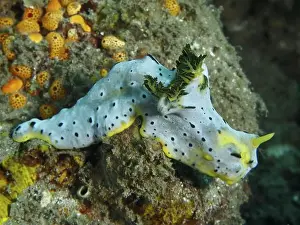 Conchifera Prints: Yellow and grey nudibranch, grey banana nudibranch (Notodoris serenae)