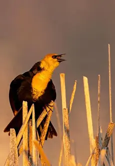 Chuck Haney Prints: Yellow headed blackbird singing in cattails at Ninepipe National Wildlife Refuge near Ronan