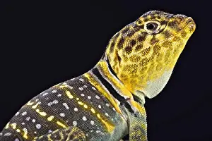 Collared Prints: Yellow headed collared Lizard (Crotaphytus collaris auriceps)