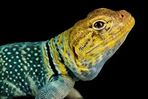 Collared Lizard Prints: Yellow-headed collared lizard (Crotaphytus collaris auriceps)