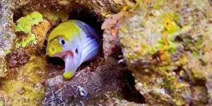 Biosphere Prints: Yellow-Headed Moray Eel, Banded Moray