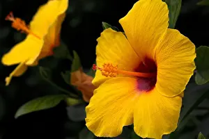 Reproductive Prints: Yellow Hibiscus, state flower of Hawaii