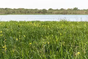 Wetlands Prints: Yellow iris (Iris pseudacorus) flowering in Buenos Aires Costanera Sur Ecological Reserve