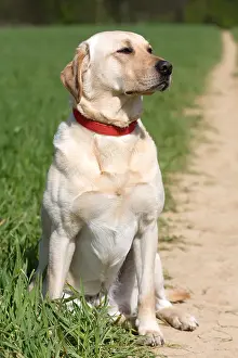 Poses Prints: Yellow labrador sitting in crop fields