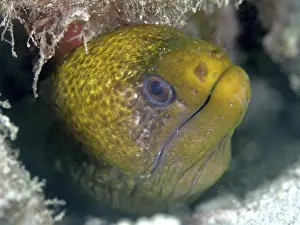Looking Out Prints: A yellow marbled moray eel (Gymnothorax undulatus) looks out of a cave in the sea