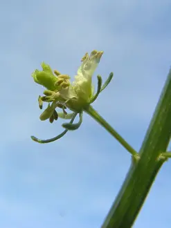Colouring Prints: yellow mignonette, wild mignonette (Reseda lutea), flower against blue sky