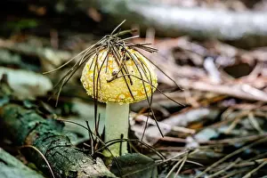Poison Prints: Yellow orange Fly Agaric Mushroom