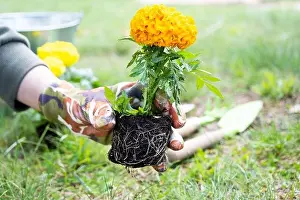 Flower Bed Prints: Yellow and orange marigold seedlings with roots are prepared for planting in the open ground in spring