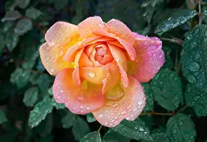 Droplet Prints: Yellow orange rose caught the raindrops in late summer after a heavy rain
