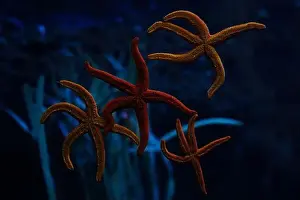 Sea Star Prints: Several yellow and orange starfish on a blue background