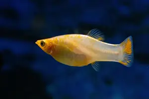 Gills Prints: Yellow pecilia swims in an aquarium on dark blue background