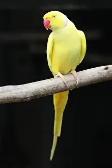 Parrot Prints: Yellow Ring-neck Parrot