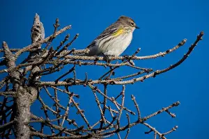 Warbler Prints: Yellow-rumped warbler perched on clear day in Nova Scotia