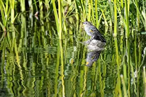 Sweetwater Prints: Yellow-rumped Warbler (Setophaga coronata)