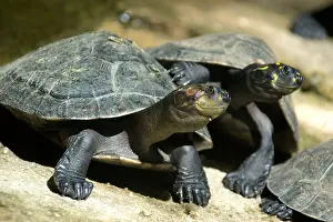 Carapace Prints: Yellow spotted amazon river turtle Podocnemis unifilis Manaus Amazonas Brazil