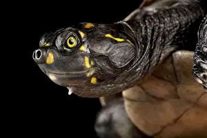 Terrapin Prints: Yellow-spotted Cayenne River Turtle (Podocnemis cayennensis)