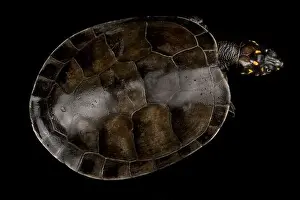 Terrapin Prints: Yellow-spotted Cayenne River Turtle (Podocnemis cayennensis)