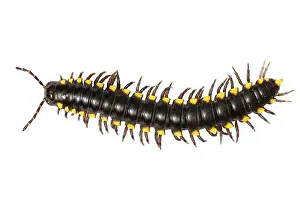 yellow spotted millipede Harpaphe haydeniana Black millipede