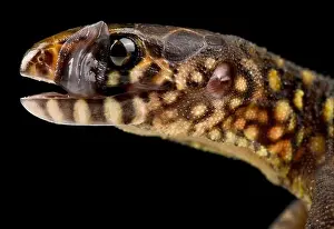 Guatemala Prints: Yellow spotted night lizard (Lepidophyma flavimaculatum)