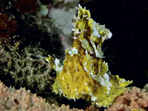 Plain Colored Background Prints: Yellow spotted rocking fish (Taenianotus triacanthus) in front of a dark background