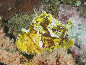 Scorpaenidae Prints: Yellow spotted rocking fish (Taenianotus triacanthus) resting between colourful corals in the sea