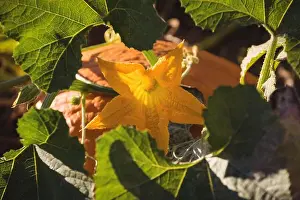 Ridged Prints: Yellow squash blossom is shining in flat vector garden